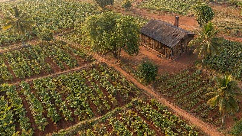 Aerial view of tobacco fields in India