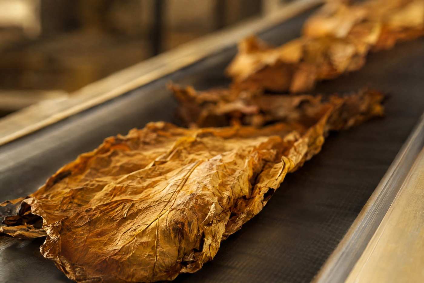 Dried tobacco leaf travelling on a conveyor belt