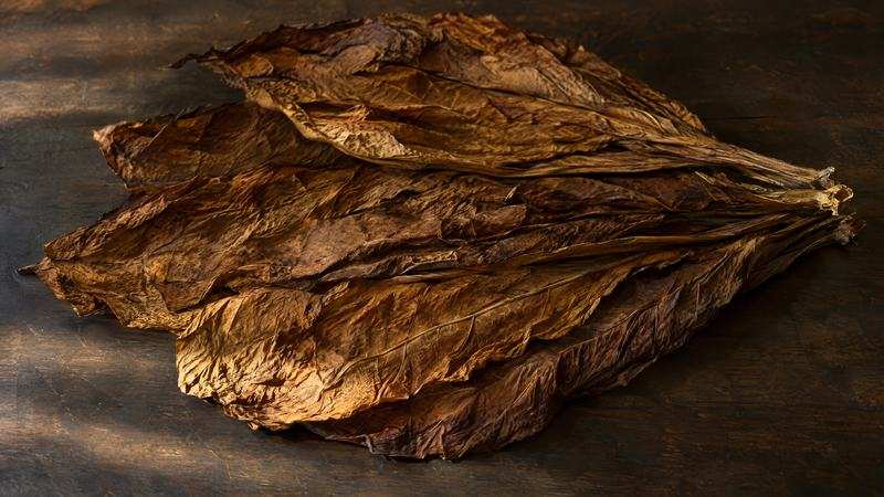 A fan of whole cured tobacco leaves on a dark wooden surface in side light