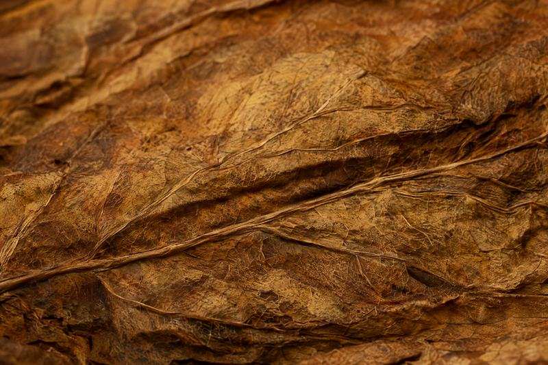 Macro view of the veined surface of a cured golden-brown tobacco leaf