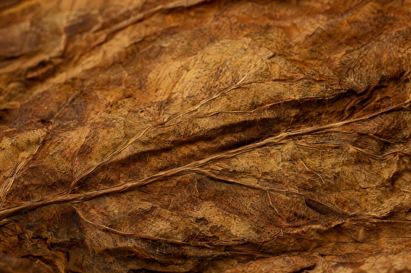 Macro view of the veined surface of a cured golden-brown tobacco leaf