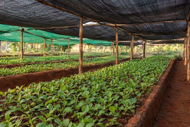 Tobacco nursery seedbeds under shade nets