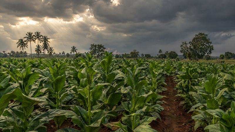 Monsoon clouds over tobacco fields