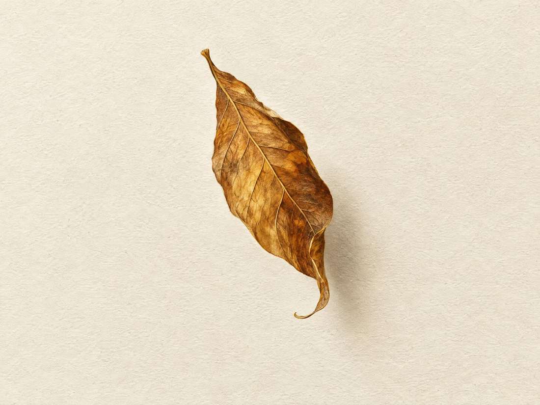 Minimal hand-drawn curled leaf with soft shadow on cream paper